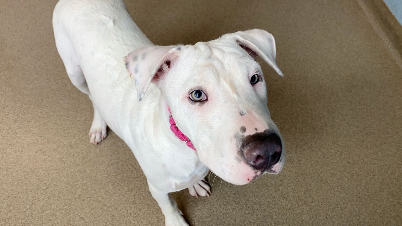 Helping Hounds Dog Rescue responds to posthurricane needs Utica Phoenix